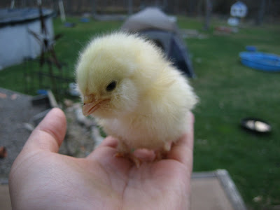 chick