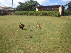 Spouting-Horn-Chickens