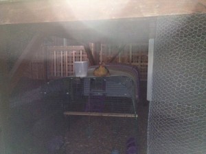 Business-2.0-Is-Too-Good-For-The-Coop