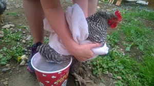 20140606_Leg_Cleaning_Dunking