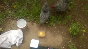 20140606_Leg_Cleaning_Pregame_Curiousity