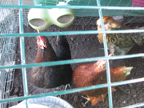 Bossy wants out of the winter setup