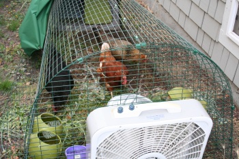 Chickens in Eglu with white fan pointed straight at them