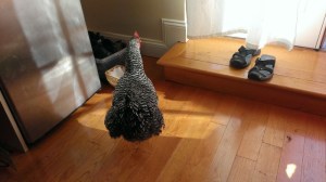 Party-Chicken-House-4