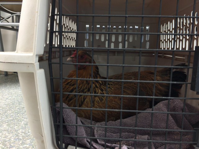 Business 2.0 Vet Transport