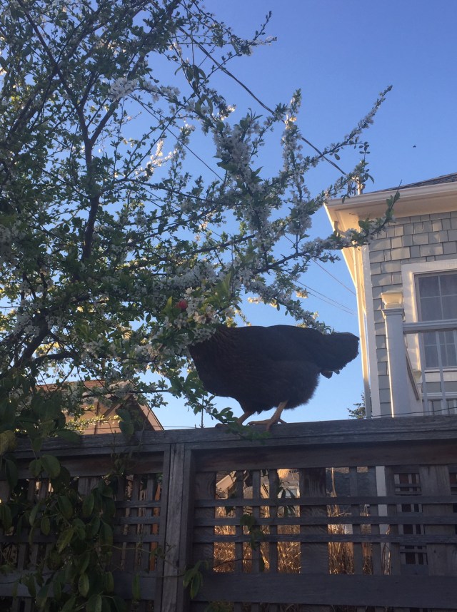 Thiccc Olive Oil Devouring Tree Flowers
