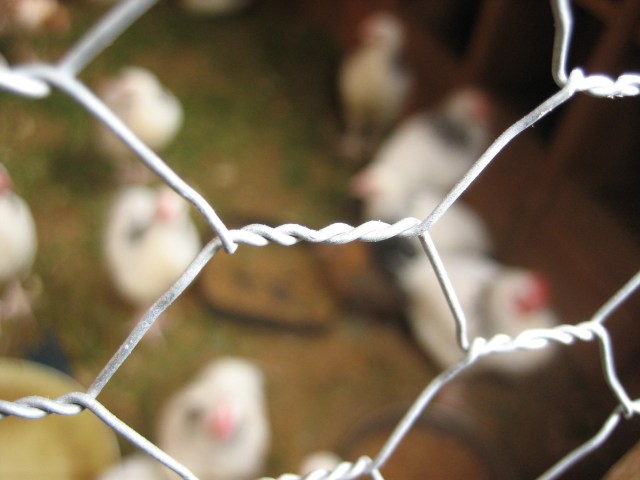 chicken_wire_close-up